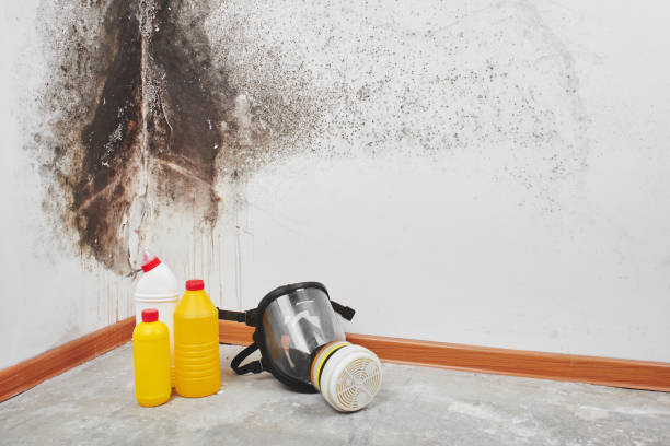 Best Attic Mold Remediation in West Carthage, NY