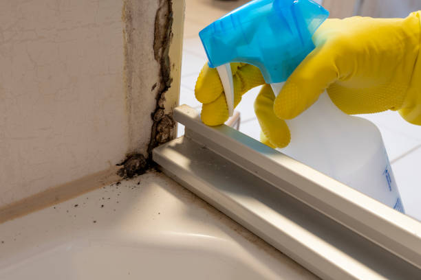 Best Post-Flood Mold Remediation in West Carthage, NY