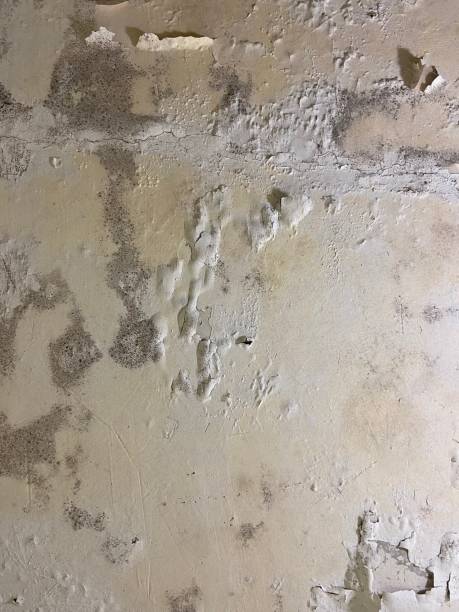 Best Bathroom Mold Remediation in West Carthage, NY