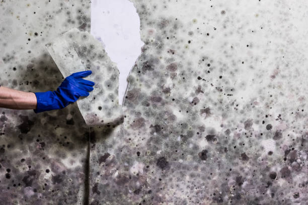 Best Insurance-Related Mold Remediation in West Carthage, NY