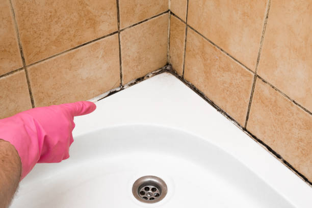 Best Black Mold Remediation in West Carthage, NY